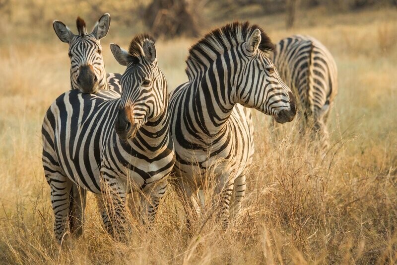 Botswana 10-night special featuring Victoria Falls