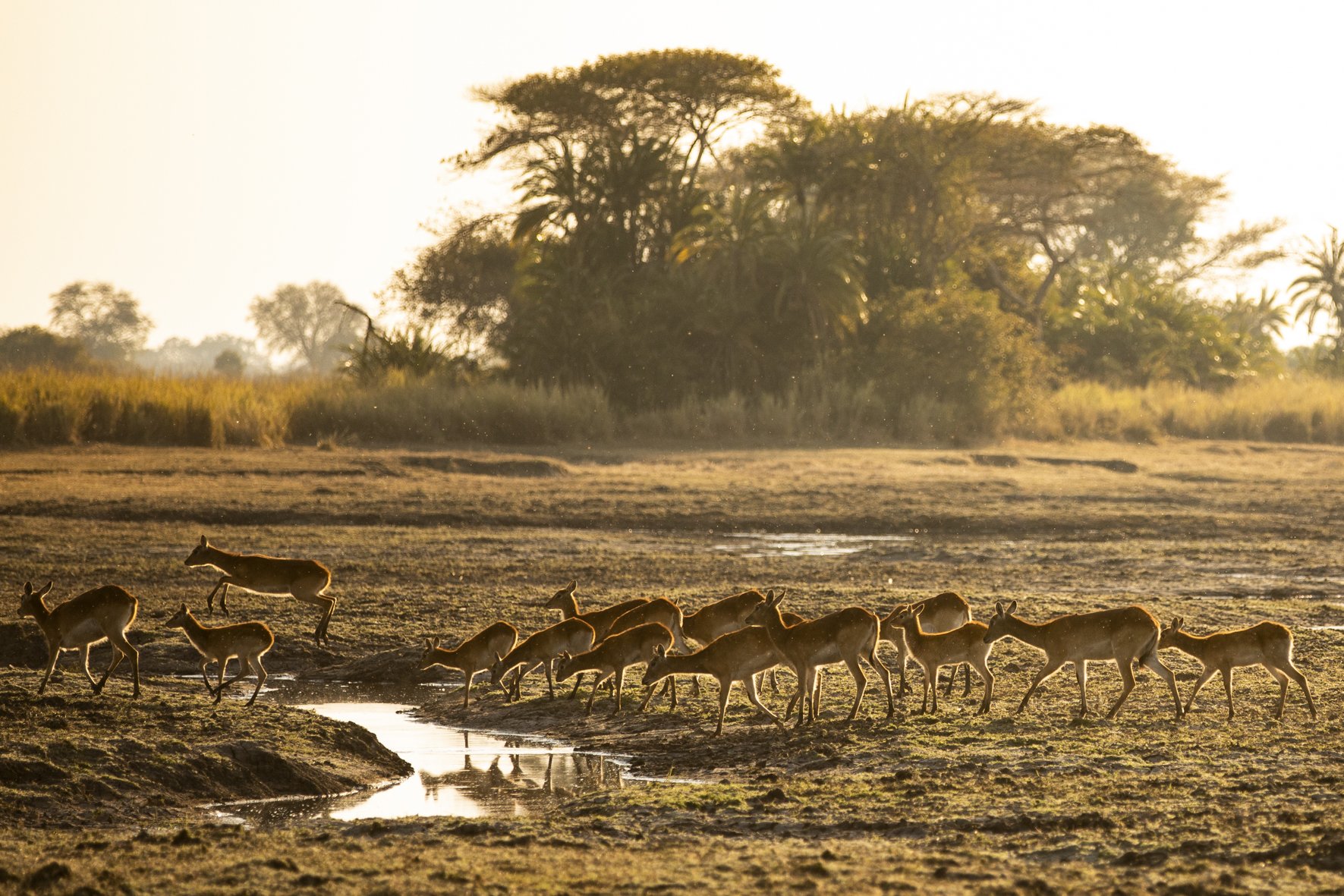 Zambia 10 Nights Classic