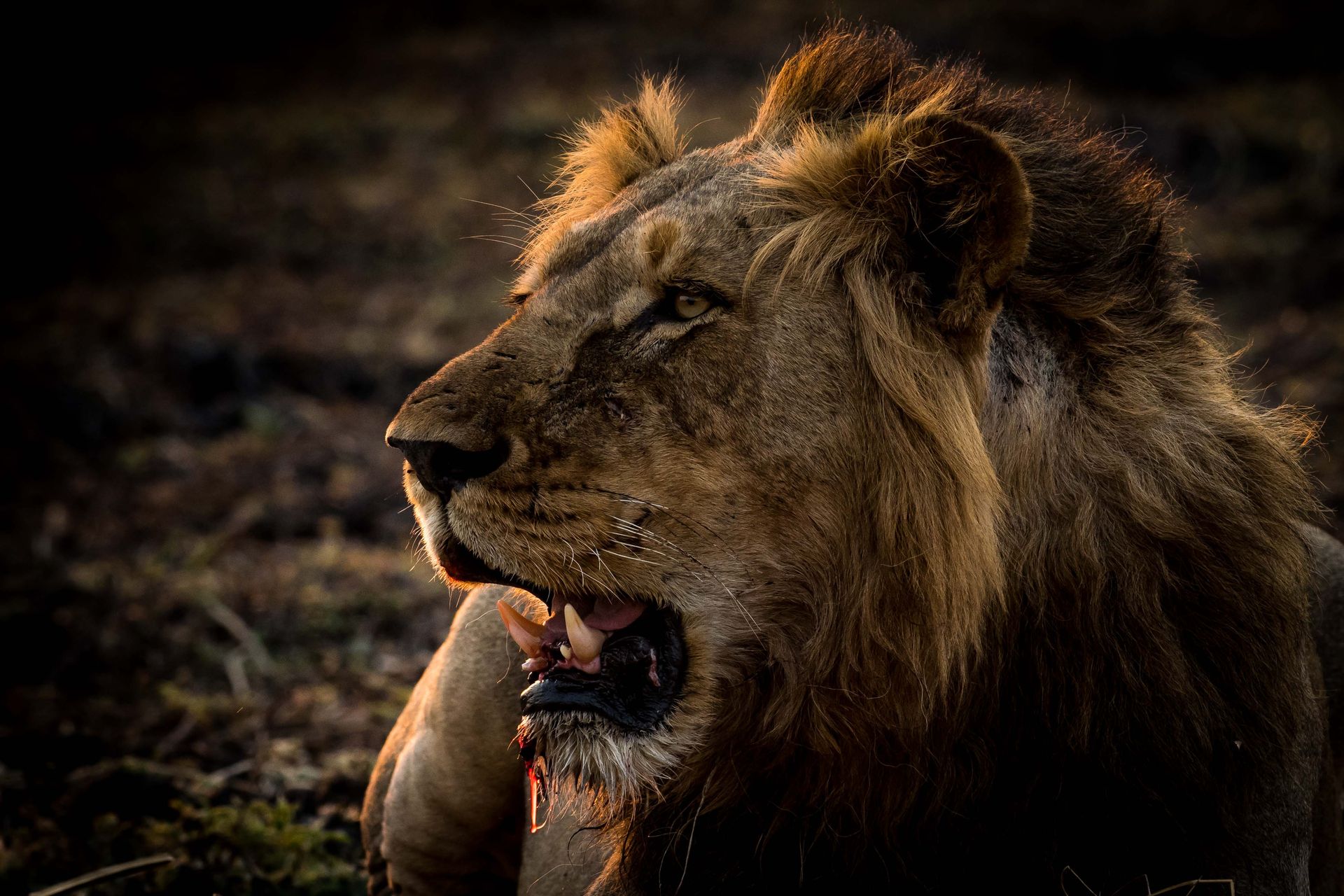 Zambia 10 nights (Flatdogs, Baines & Avani)