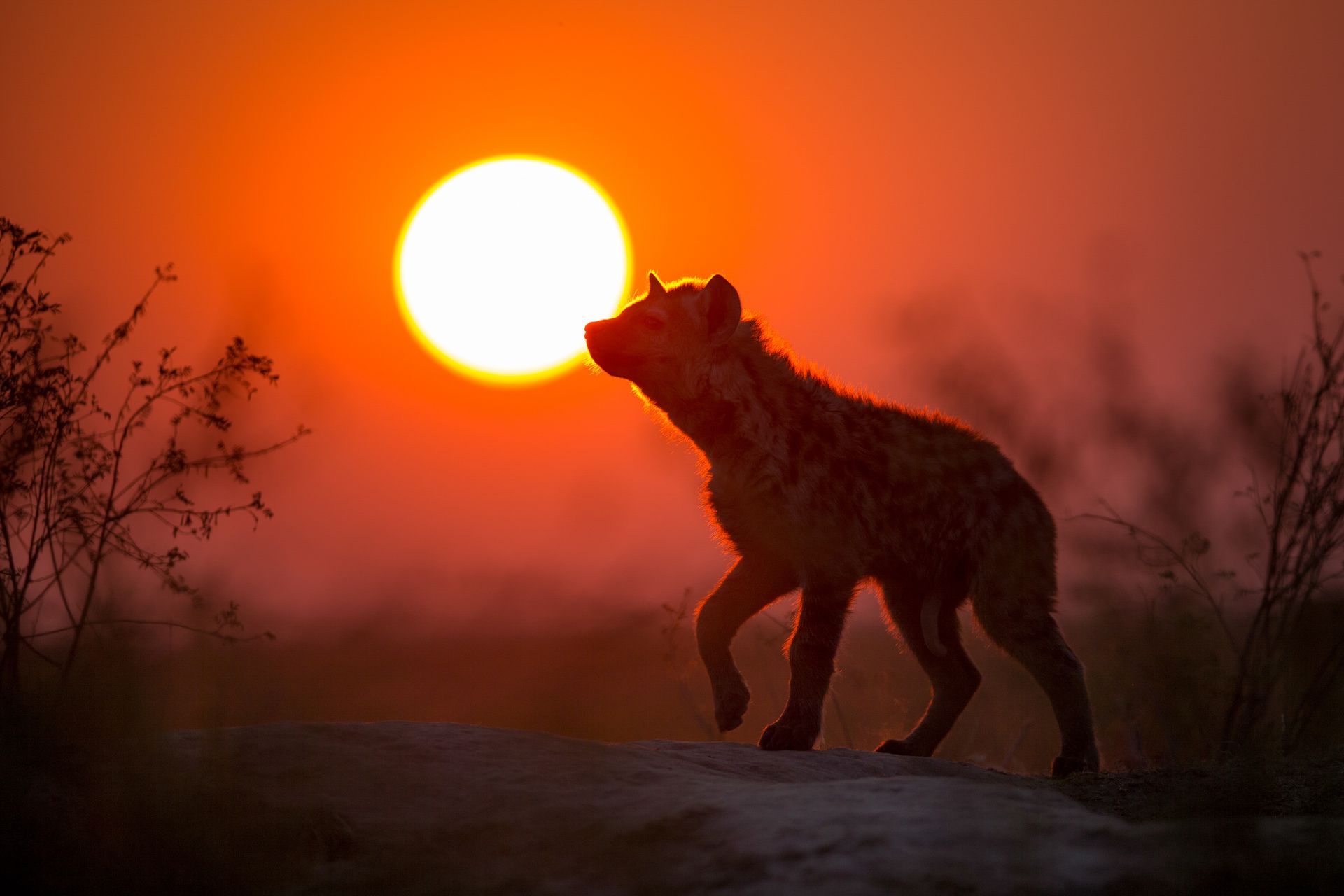 Zambia 10 Nights Luangwa & Livingstone Budget