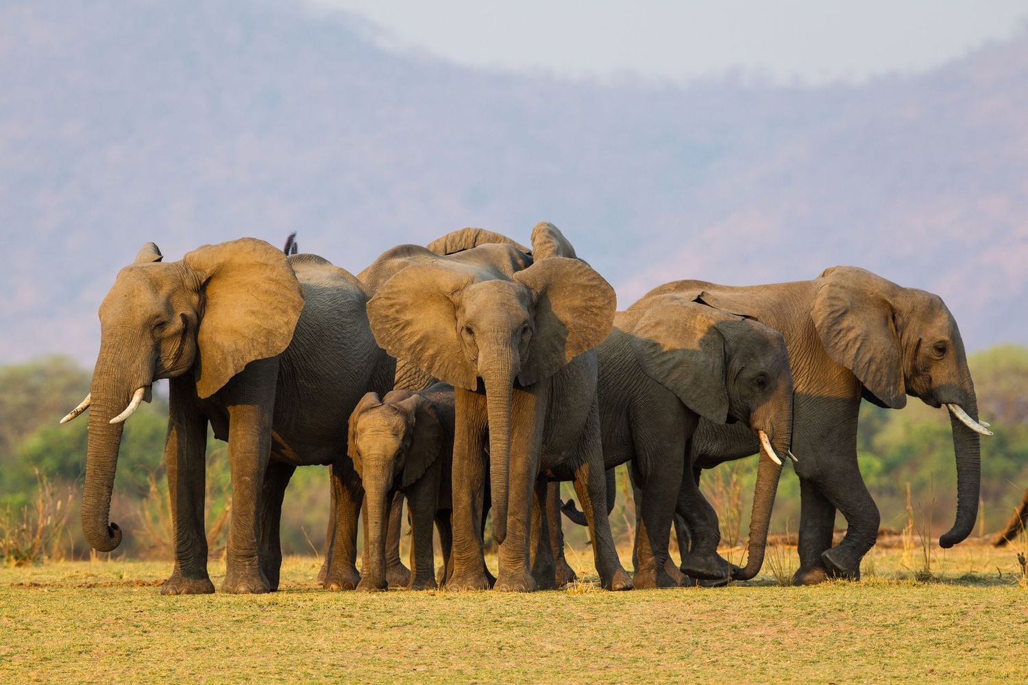Zambia 10 Nights Luangwa, North Luangwa & Kafue - Off the beaten track