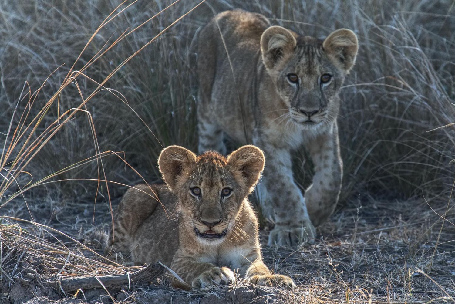 Zambia 12 Nights - Baines, Kafunta & Blue Zebra