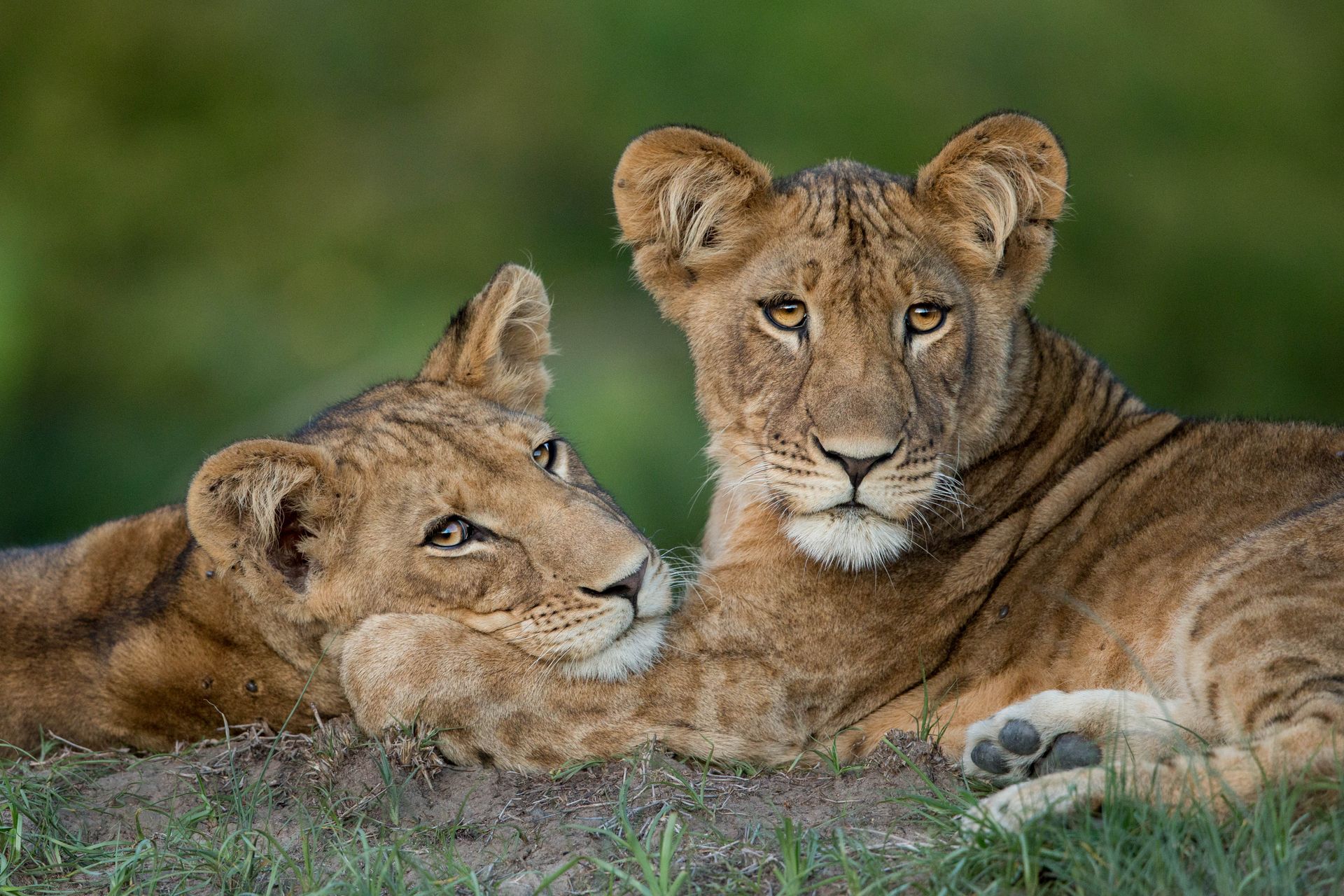Zambia 7 Night Walking Safari with RAS