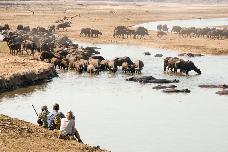 Zambia Conservation Itinerary Option 1