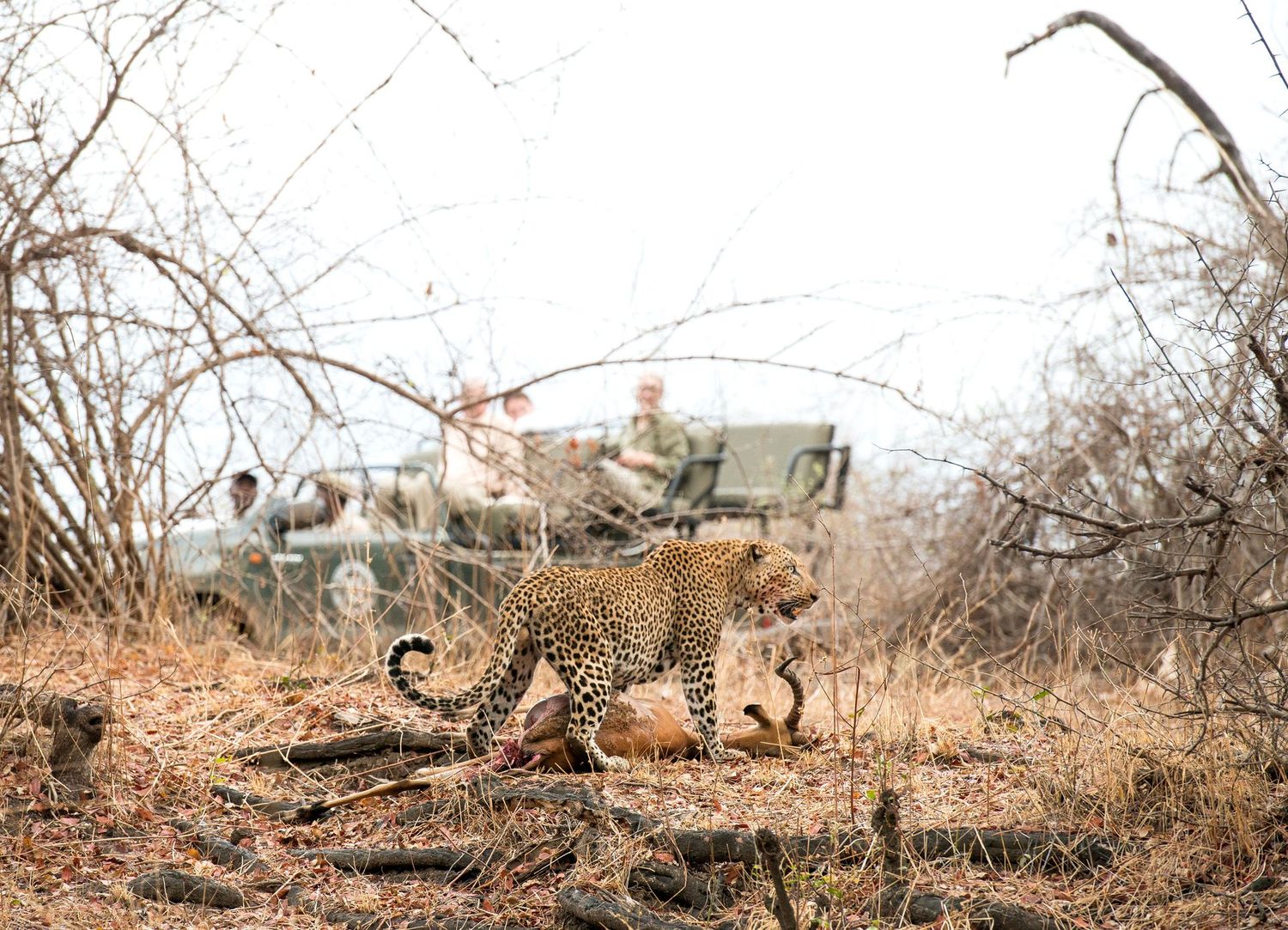 Zambia Conservation Itinerary Option 2