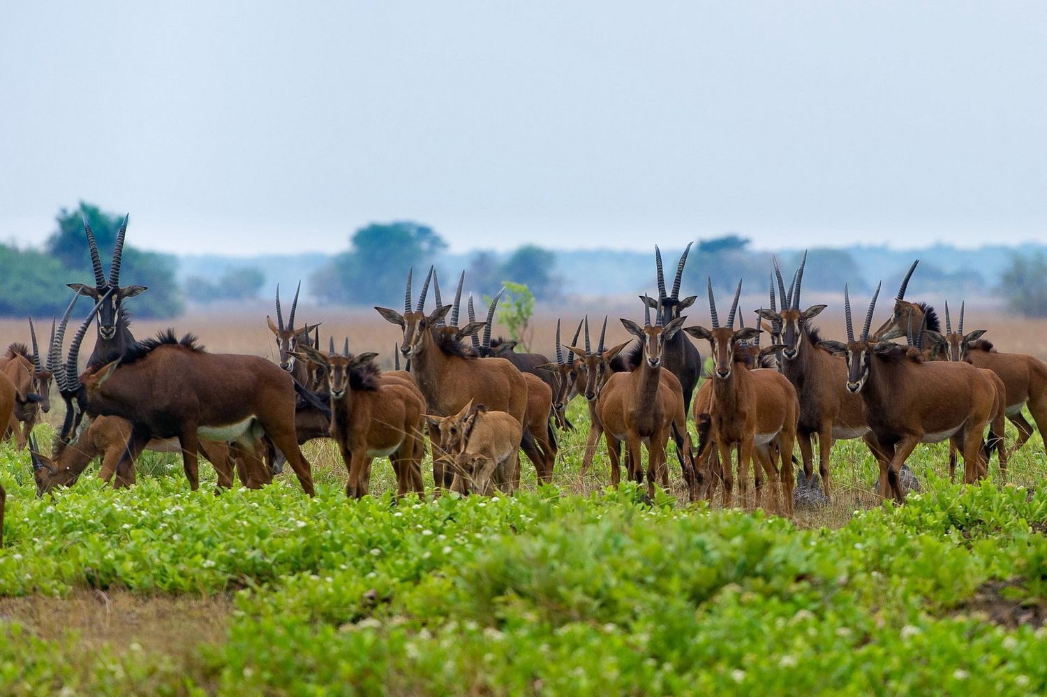 Zambia Green Safaris Circuit (1)