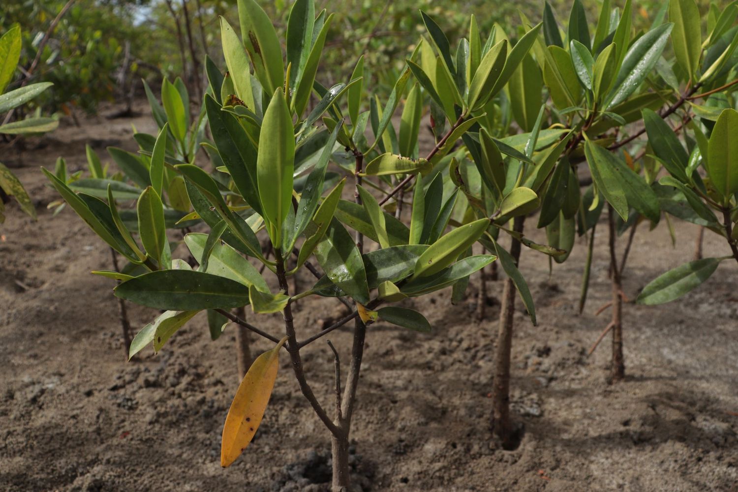 1 Tree Planted in Mangroves of Alcântara,​ Brazil