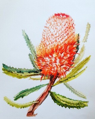 Banksia