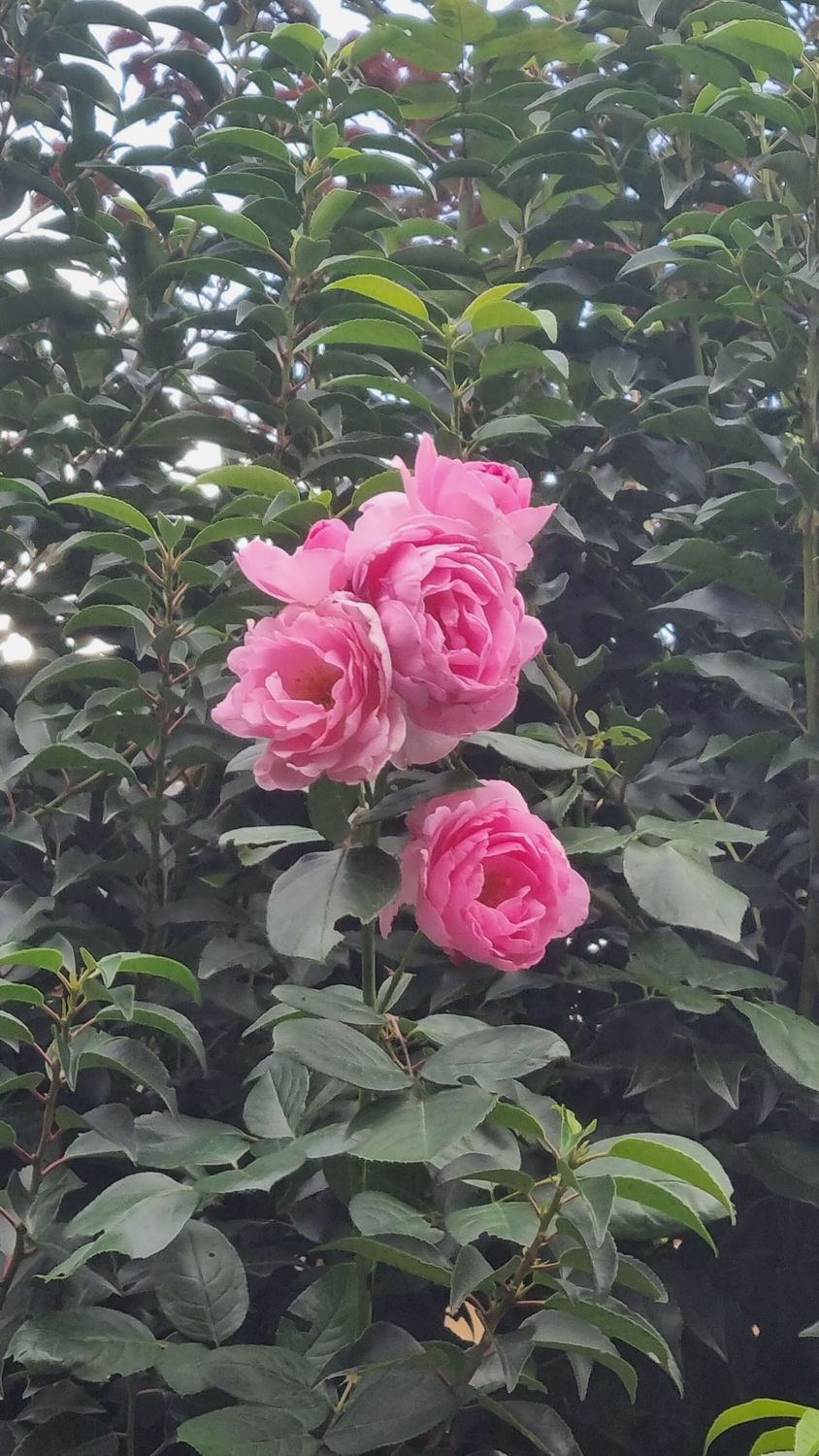 Je fais un don de la valeur de mon choix