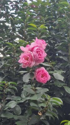 Je fais un don de la valeur de mon choix