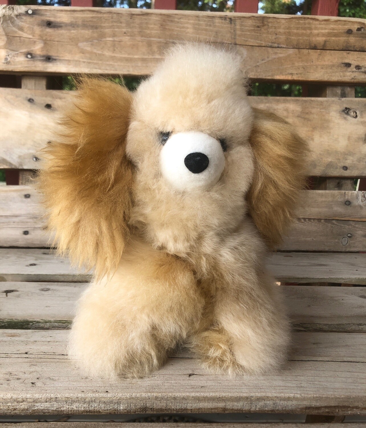 Puppy, Color: Fawn