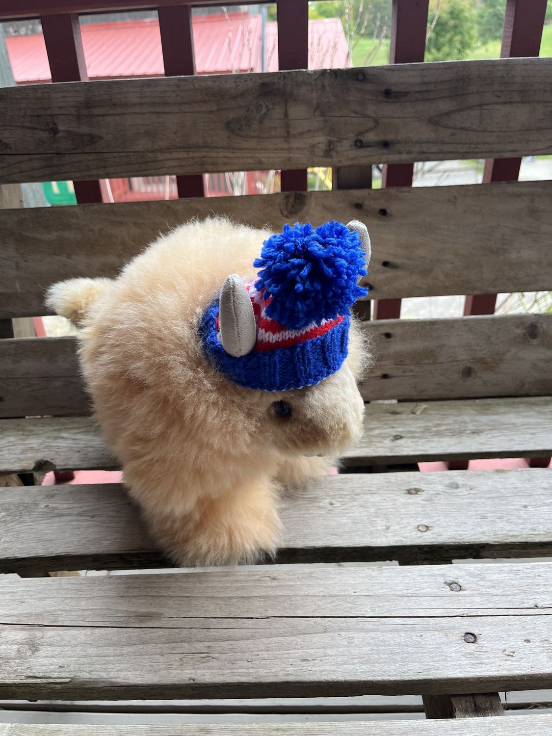 Let&#39;s go Buffalo- Buffalo, style: With Bills hat