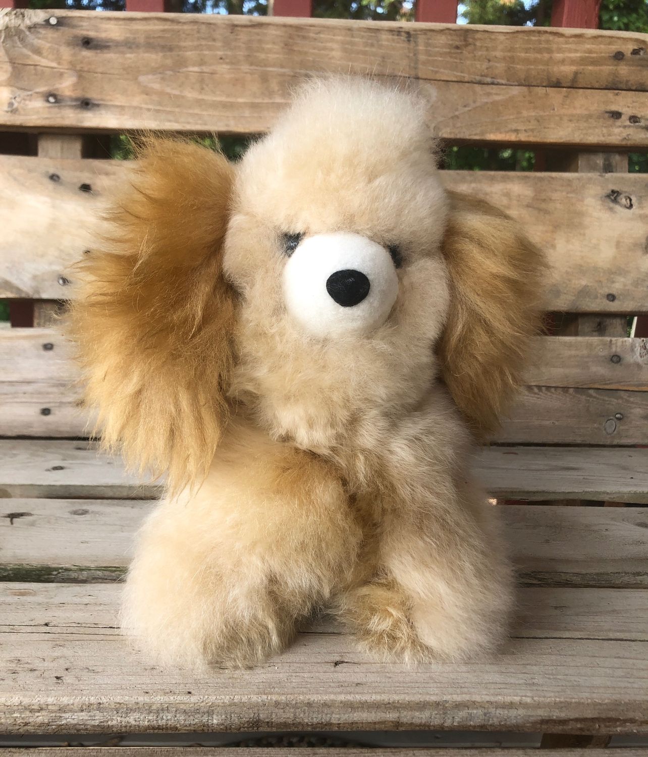 Puppy, Color: Fawn
