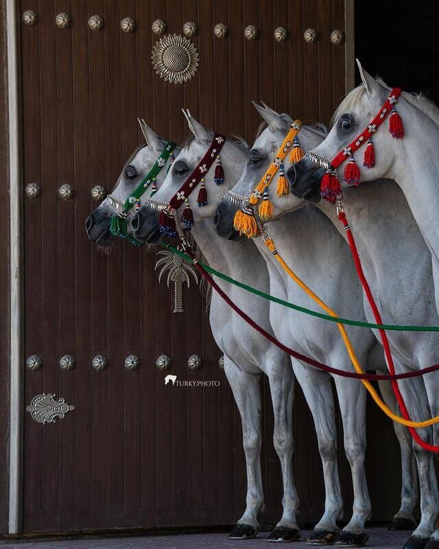 رشمة صوف شامية بشرابة