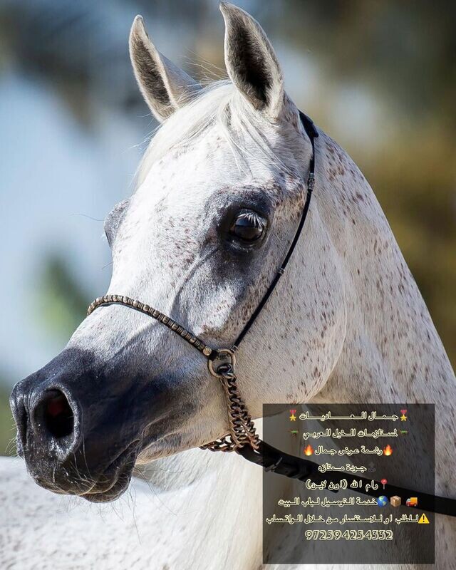 ​رشمة عرض جمال كابل بالاكسسوار