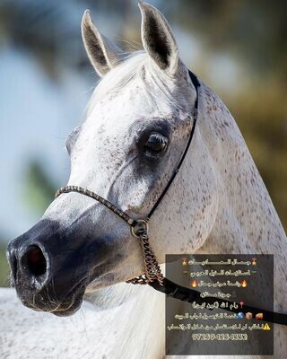 ​رشمة عرض جمال كابل بالاكسسوار