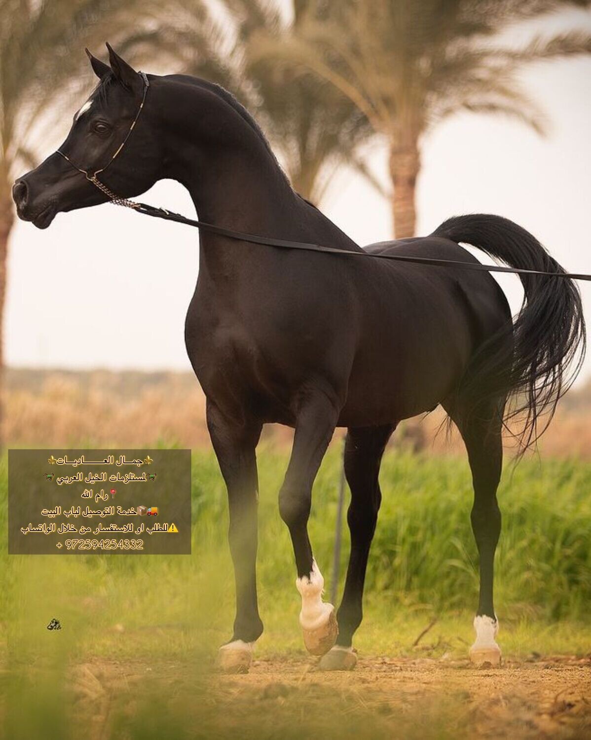 رشمة عرض جمال كابل مع معدن