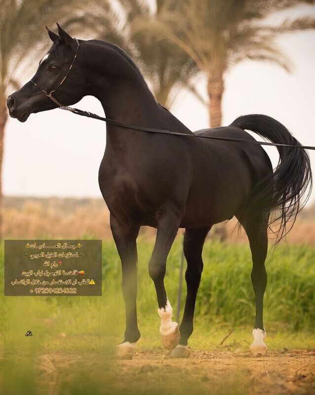 رشمة عرض جمال كابل مع معدن