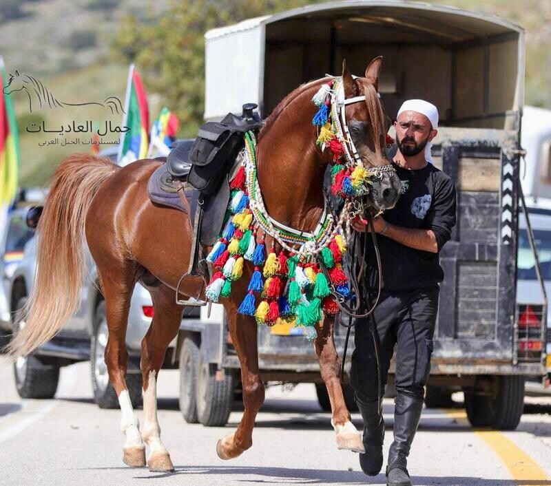 طقم صوف غزل يدوي/ بني معروف
