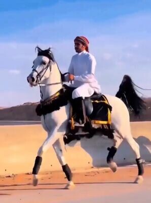 لباده مخمل بشرابة صوف غزل يدوي مع صدرية مخمل بشرابة