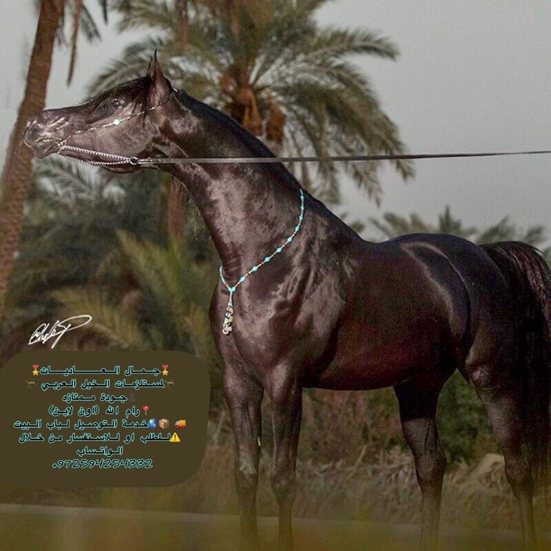 عُقد خرز بتعليقة قروية