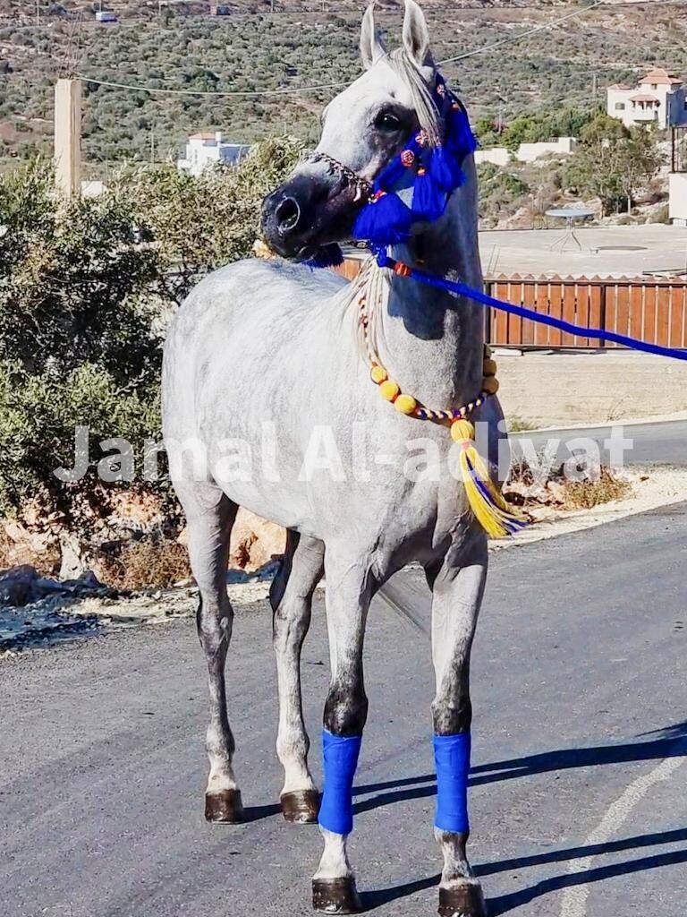 عُقد صوف عراقي