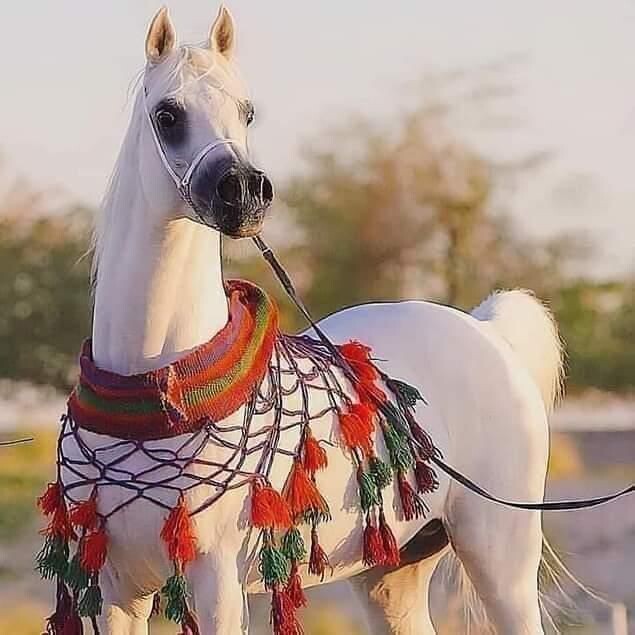 صدرية صوف بشرابة غزل يدوي