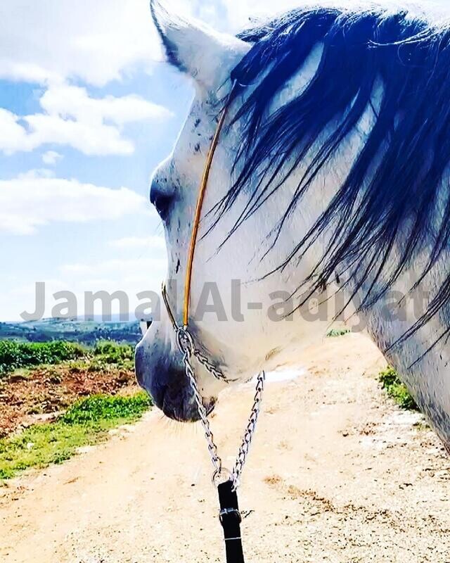 رشمة عرض جمال كابل