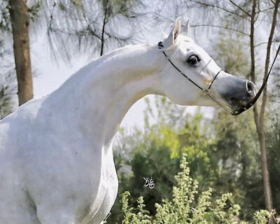 رشمة كابل ساده