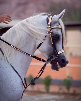 راسية مع سرع مخمل مرصع بالمعدن الذهبي مطلي بماء الذهب