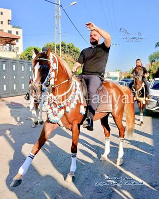 Royal Wool Set For Arabian Horse (Shaband)