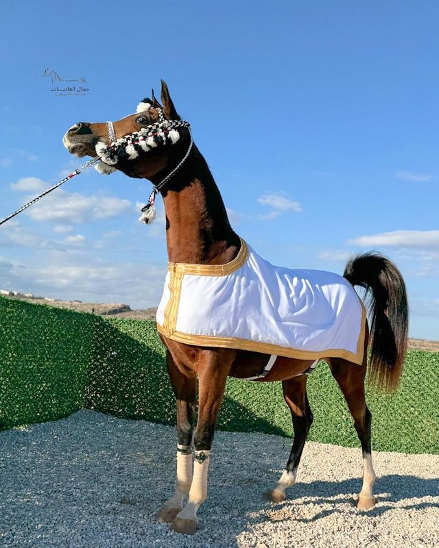 Bisht For Arabian Horse