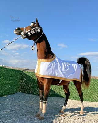 Bisht For Arabian Horse