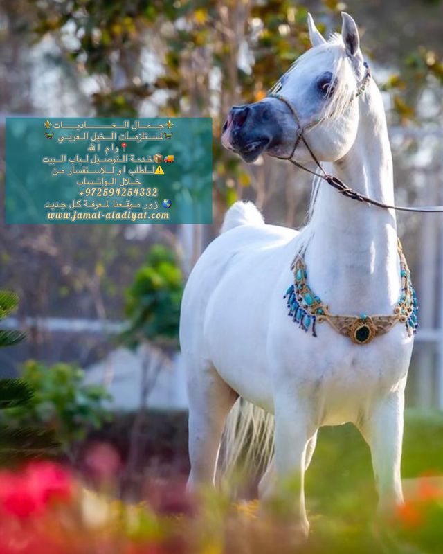 Macrame Set (Halter and Breast Collar)