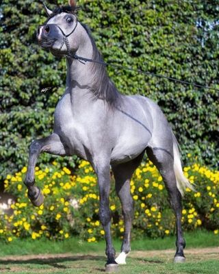 رشمة عرض جمال جلد طبيعي