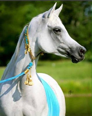 مذبح مع حبل