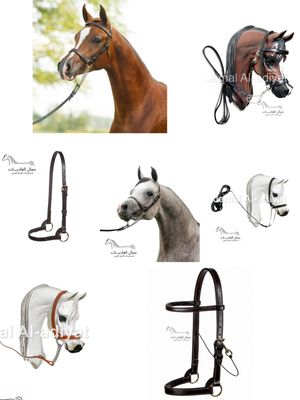 رشمات التدريب