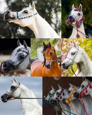 Arabian Show Halter / Handmade