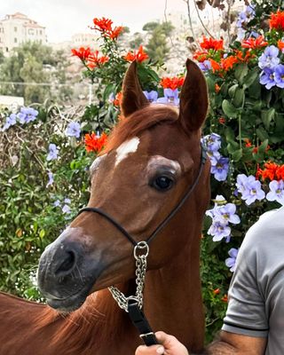 Arabian Foal ​Show Halter​ - Less Than One Year