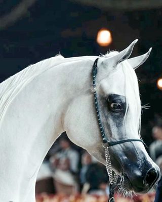 Silk Arabian Show Halter