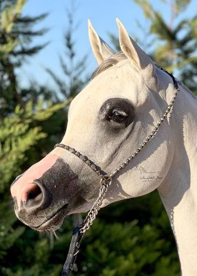 Crystal And Silver Arabian Show Halter