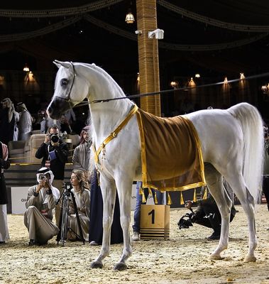 Arabian Bisht Horse Blanket Set – Luxury Collection