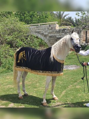 Embroidered Arabian horse show blanket