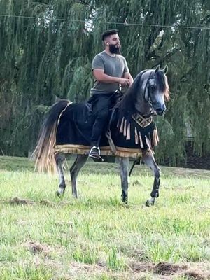 Arabian horse show blanket / Velvet