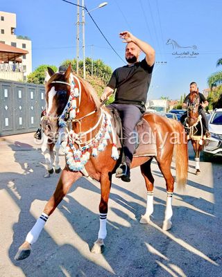 Arabian horse wool set