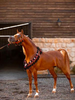 Handmade Wool Arabian Horse Decoration Set – 3 Pieces