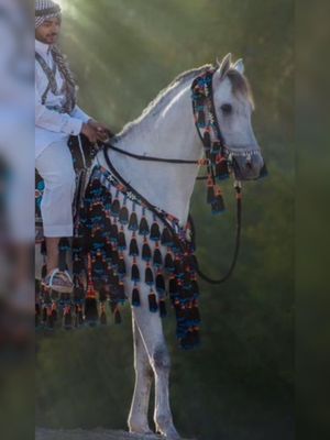 Royal Arabian horse wool set -4 Rows 6-Piece Set