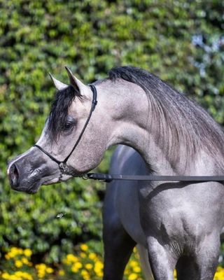 Plain Arabian Cable Show Halter
