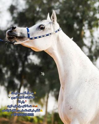 Arabian horse show halter decorated with cowrie shells and beads
