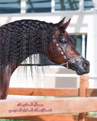 رشمة عرض جمال نحاس شامي